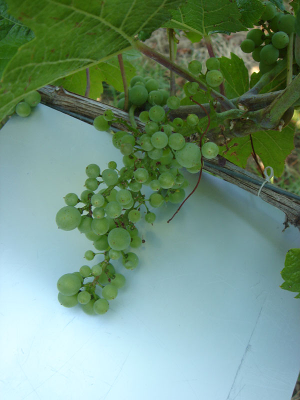 Schätzung Spritzmittelschaden in Weinbergen