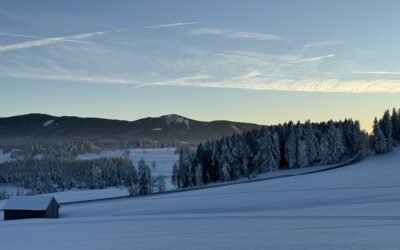 Baumkontrolle im Winter