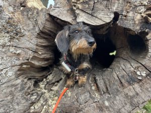 Pilzspürhund Miley