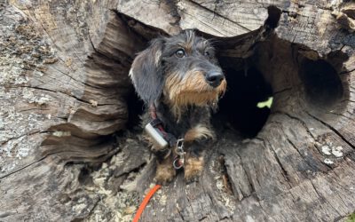 Hunde erschnüffeln Baumpilze – Früherkennung für die Verkehrssicherheit